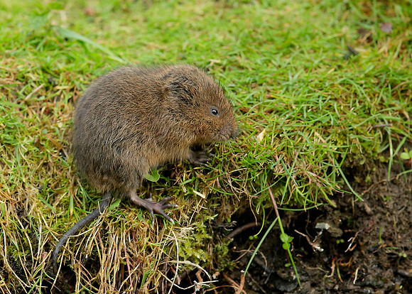Water Vole Arvicola amphibius
