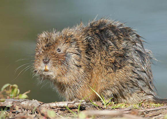 Water Vole Arvicola amphibius