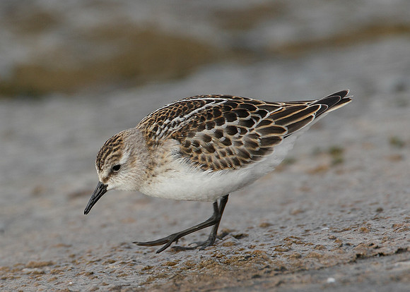 Little Stint Calidris minuta