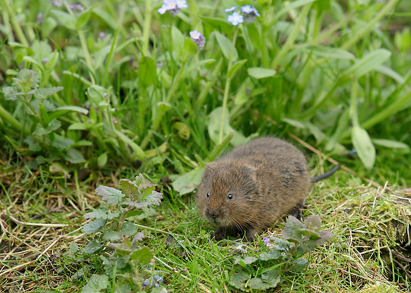 Water Vole Arvicola amphibius