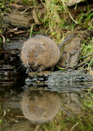 Water Vole Arvicola amphibius
