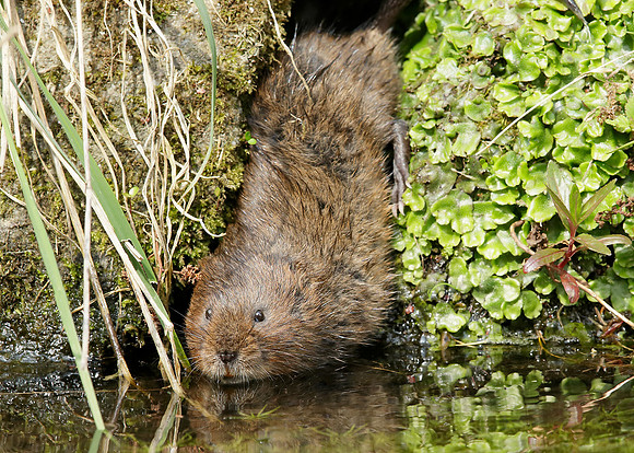 Water Vole Arvicola amphibius