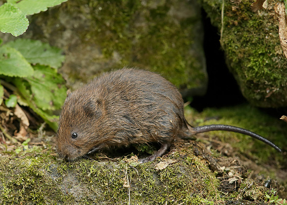 Water Vole Arvicola amphibius