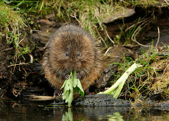Water Vole Arvicola amphibius