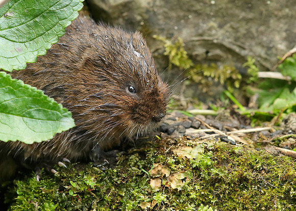 Water Vole Arvicola amphibius