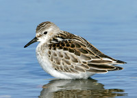 Little Stint Calidris minuta