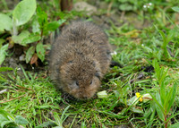 Water Vole Arvicola amphibius