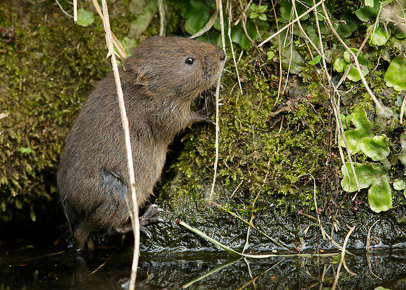Water Vole Arvicola amphibius