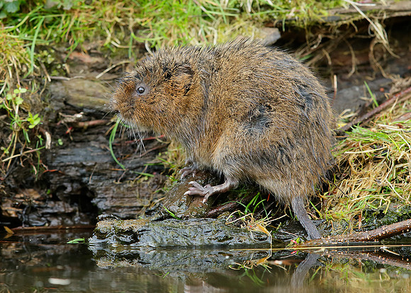 Water Vole Arvicola amphibius