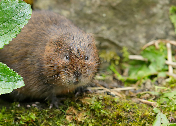 Water Vole Arvicola amphibius