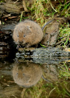 Water Vole Arvicola amphibius