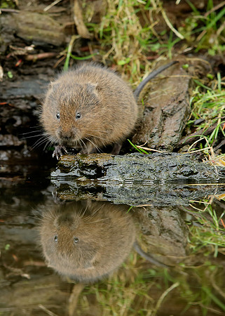 Water Vole Arvicola amphibius