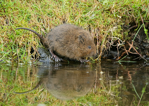 Water Vole Arvicola amphibius
