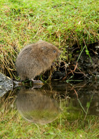 Water Vole Arvicola amphibius
