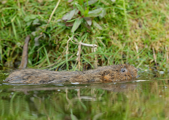 Water Vole Arvicola amphibius