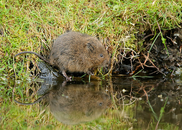 Water Vole Arvicola amphibius
