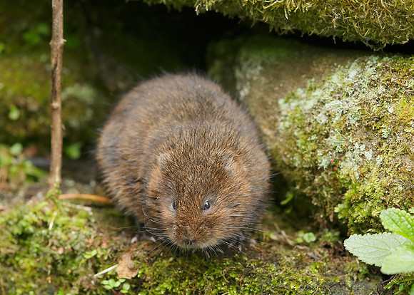 Water Vole Arvicola amphibius
