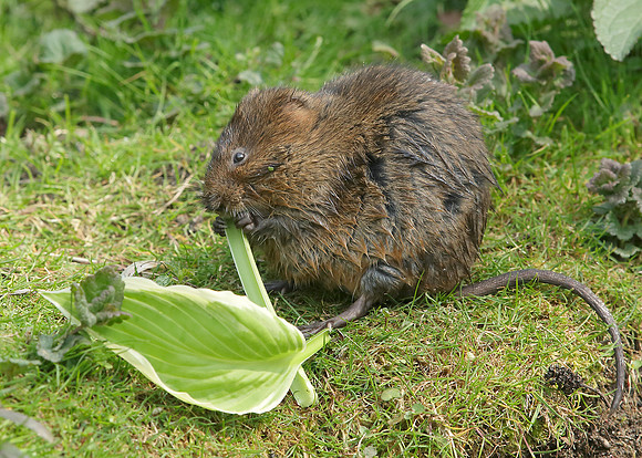 Water Vole Arvicola amphibius