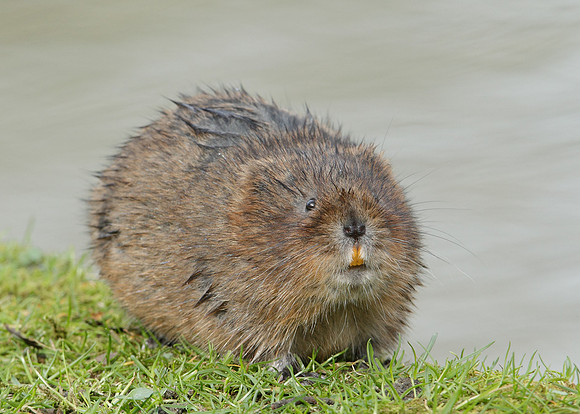 Water Vole Arvicola amphibius
