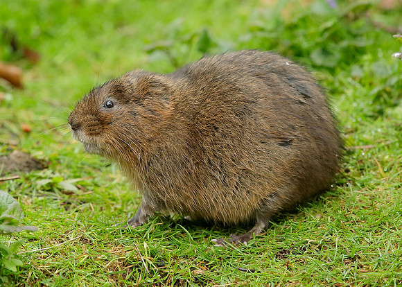 Water Vole Arvicola amphibius