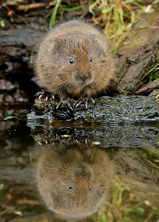 Water Vole Arvicola amphibius