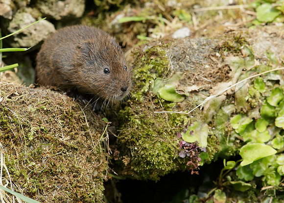 Water Vole Arvicola amphibius
