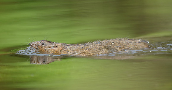 Water Vole Arvicola amphibius