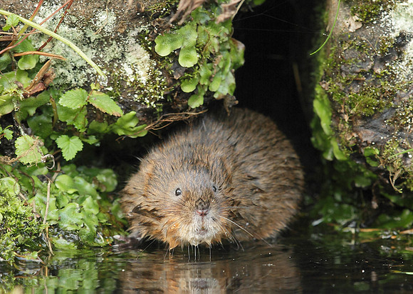 Water Vole Arvicola amphibius