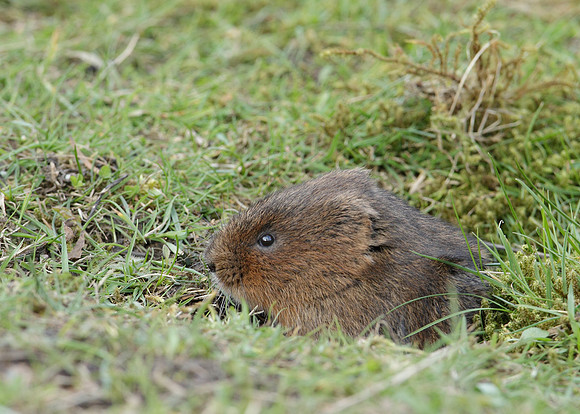 Water Vole Arvicola amphibius