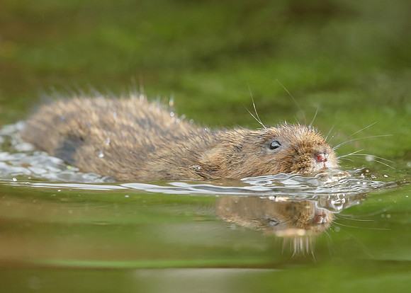 Water Vole Arvicola amphibius