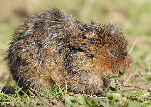 Water Vole Arvicola amphibius