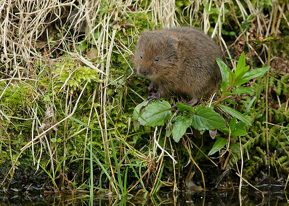 Water Vole Arvicola amphibius