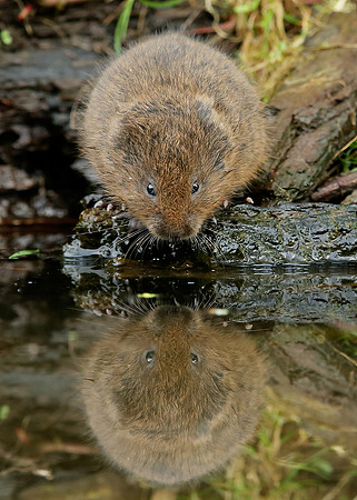 Water Vole Arvicola amphibius