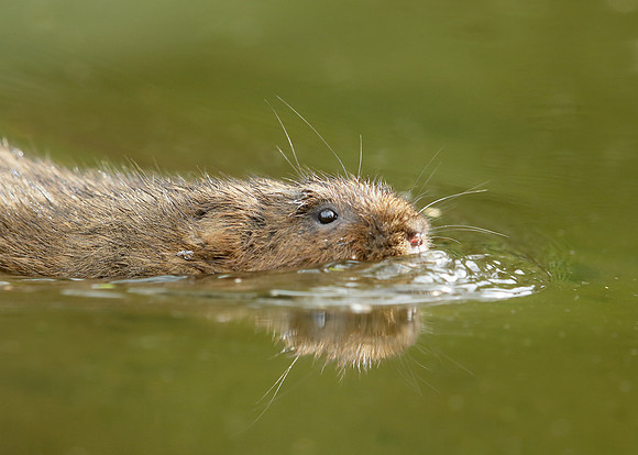 Water Vole Arvicola amphibius