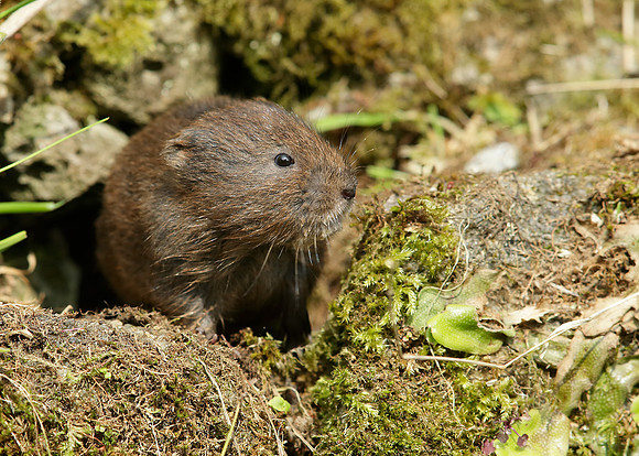 Water Vole Arvicola amphibius