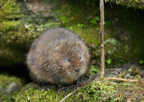 Water Vole Arvicola amphibius