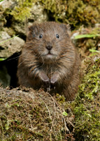 Water Vole Arvicola amphibius
