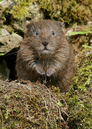 Water Vole Arvicola amphibius