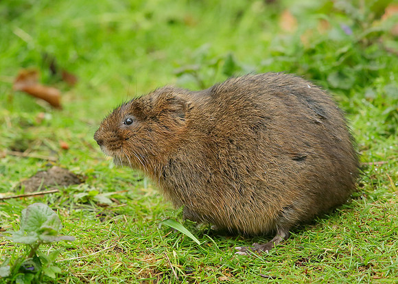 Water Vole Arvicola amphibius