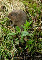 Water Vole Arvicola amphibius