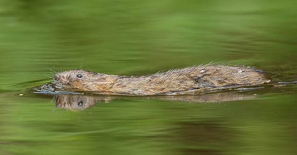Water Vole Arvicola amphibius