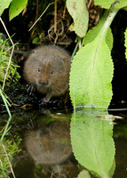 Water Vole Arvicola amphibius
