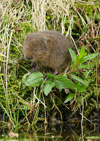 Water Vole Arvicola amphibius