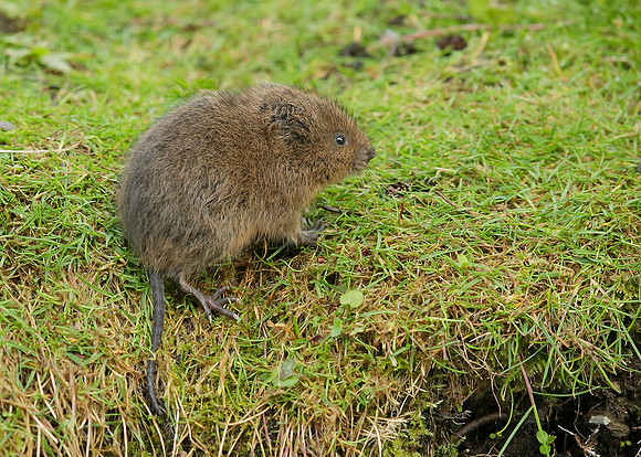 Water Vole Arvicola amphibius