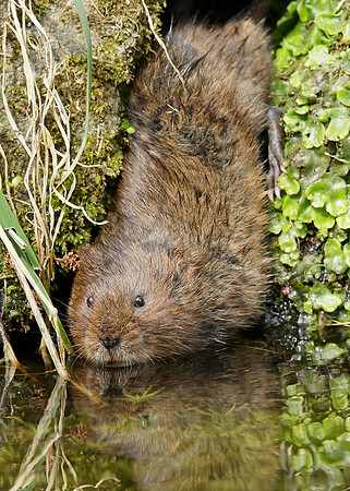 Water Vole Arvicola amphibius