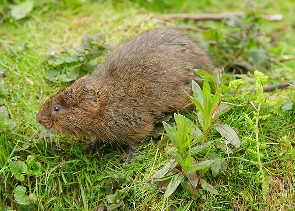 Water Vole Arvicola amphibius