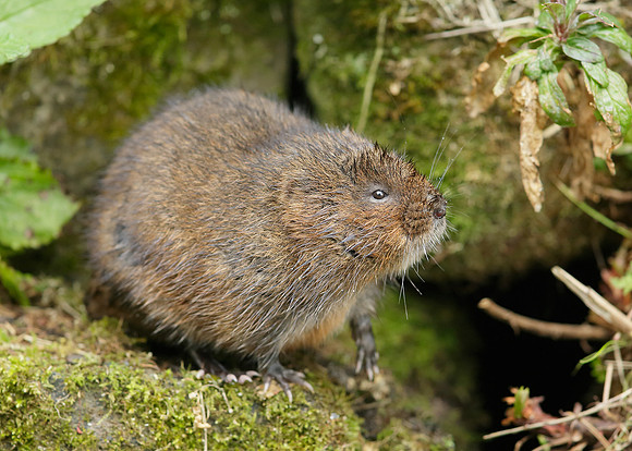 Water Vole Arvicola amphibius