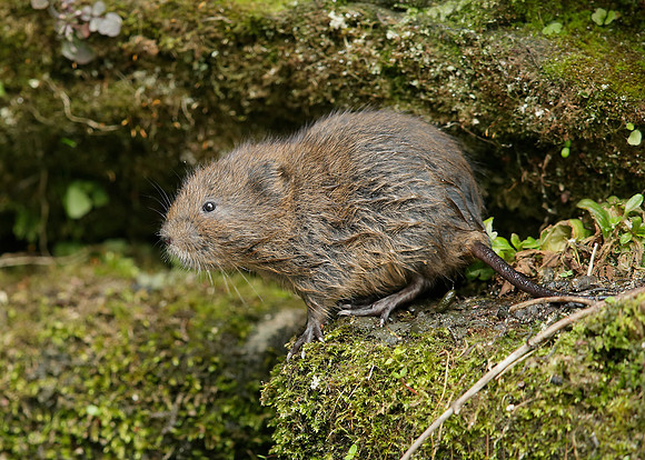 Water Vole Arvicola amphibius