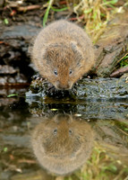 Water Vole Arvicola amphibius