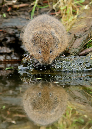Water Vole Arvicola amphibius
